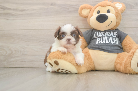 Funny Shih Tzu Baby