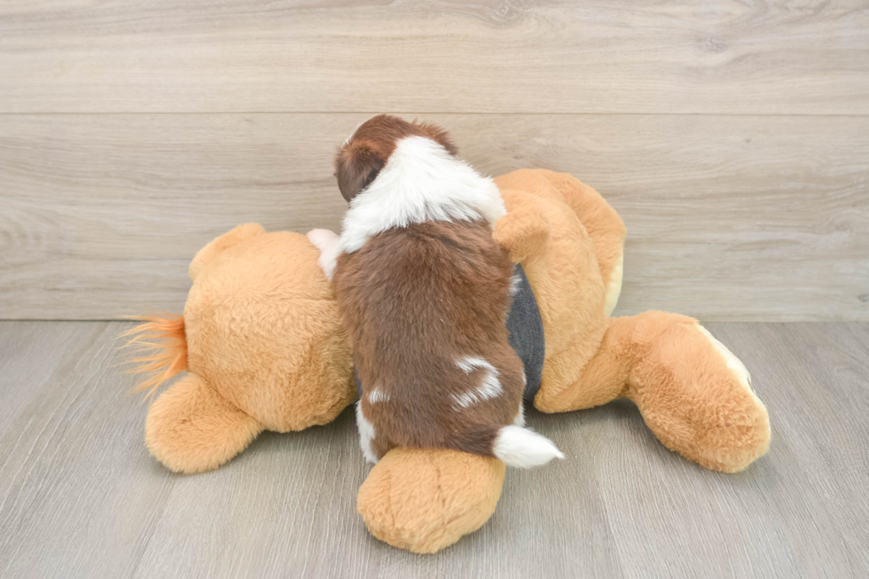 Shih Tzu Pup Being Cute