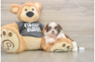 Best Shih Tzu Baby