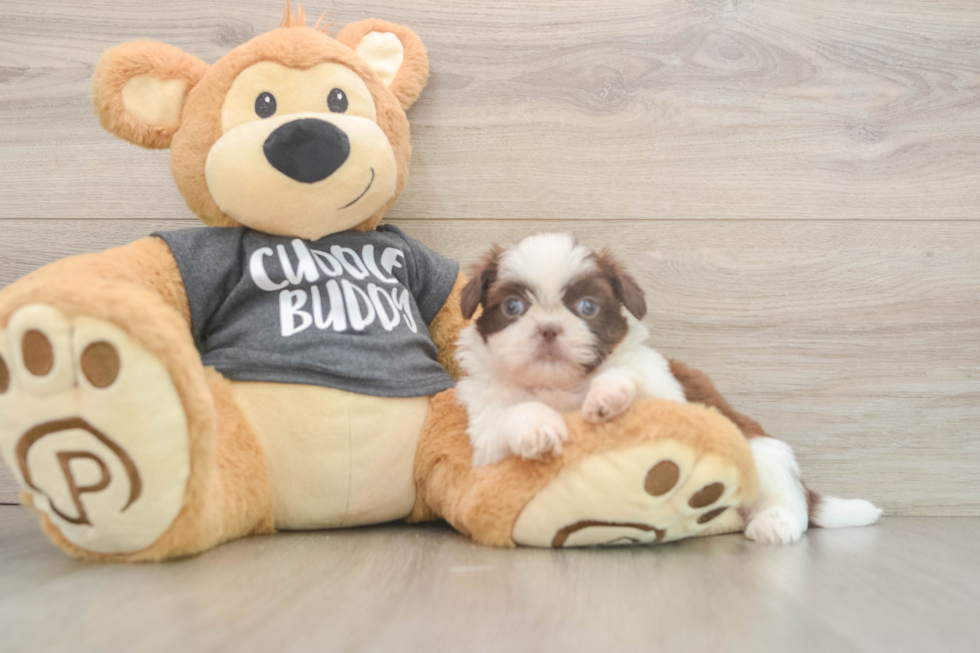 Best Shih Tzu Baby