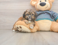 5 week old Shih Tzu Puppy For Sale - Pilesgrove Pups