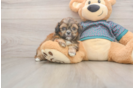 Best Shih Tzu Baby