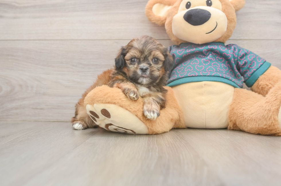5 week old Shih Tzu Puppy For Sale - Pilesgrove Pups