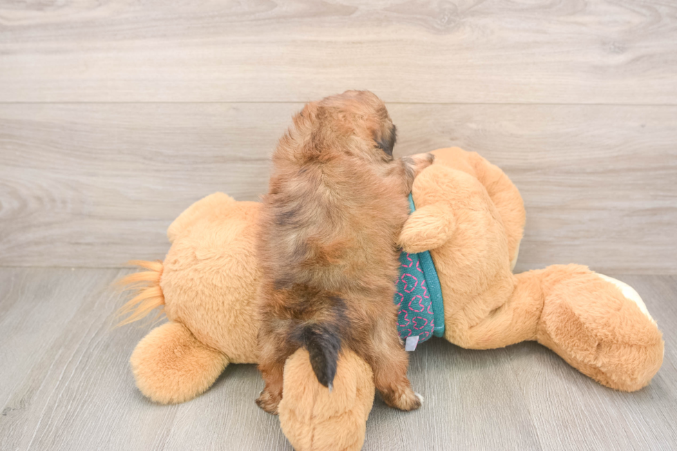 Cute Shitzu Purebred Puppy
