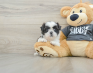 5 week old Shih Tzu Puppy For Sale - Pilesgrove Pups