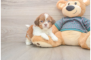Best Shih Tzu Baby
