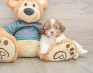 5 week old Shih Tzu Puppy For Sale - Pilesgrove Pups