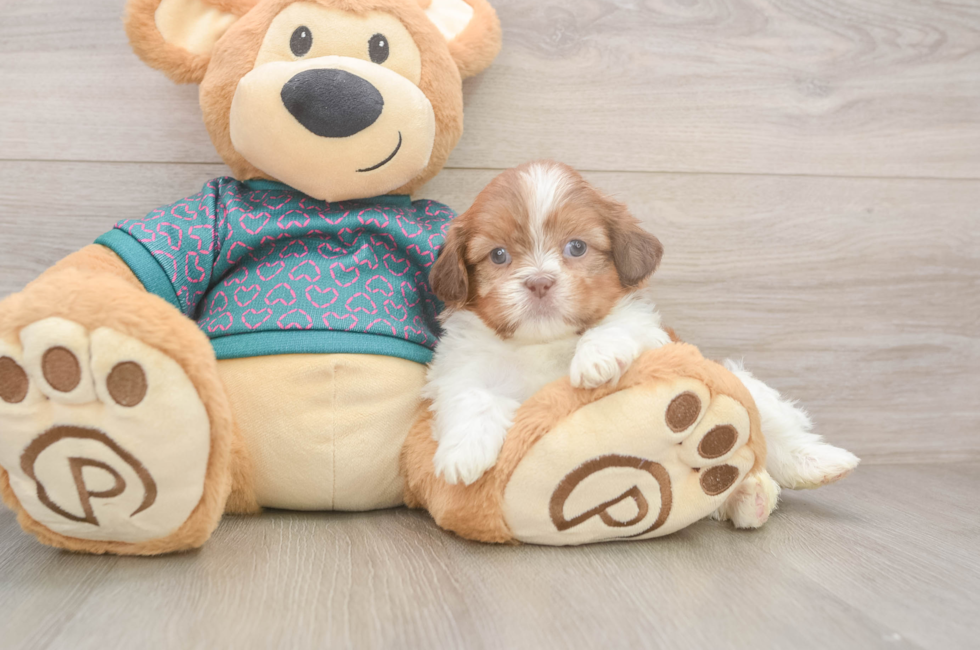5 week old Shih Tzu Puppy For Sale - Pilesgrove Pups