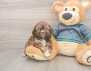 5 week old Shih Tzu Puppy For Sale - Pilesgrove Pups