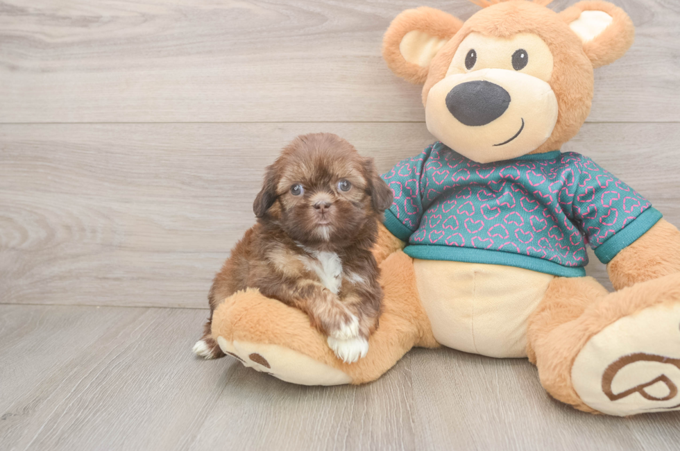 5 week old Shih Tzu Puppy For Sale - Pilesgrove Pups