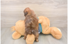 Shih Tzu Puppy for Adoption