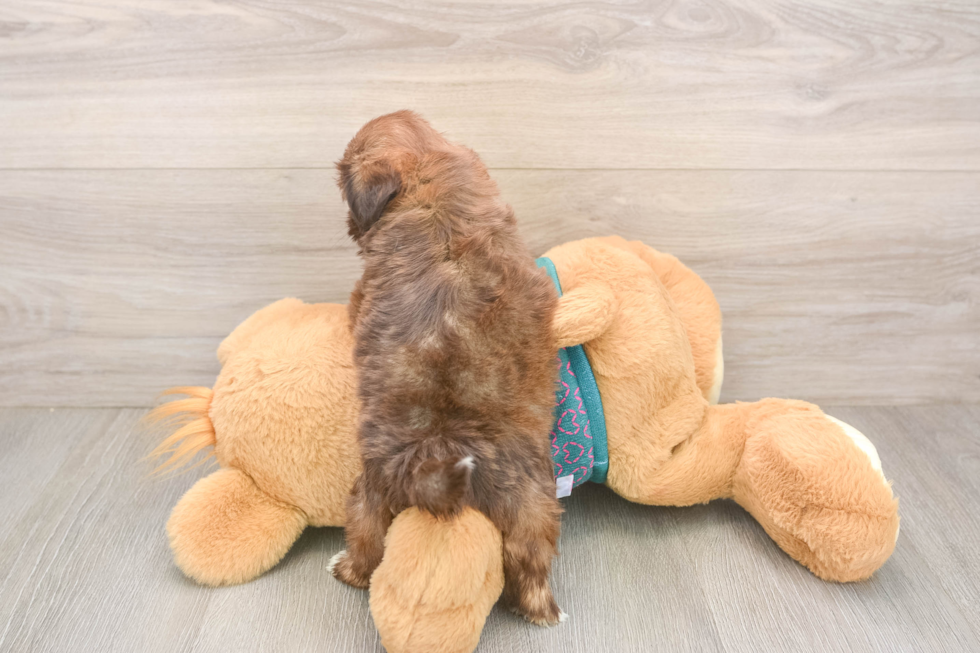 Shih Tzu Puppy for Adoption