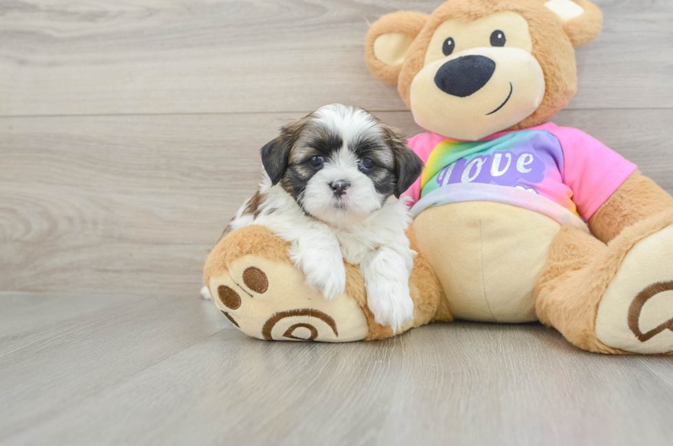 6 week old Shih Tzu Puppy For Sale - Pilesgrove Pups