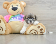 6 week old Shih Tzu Puppy For Sale - Pilesgrove Pups