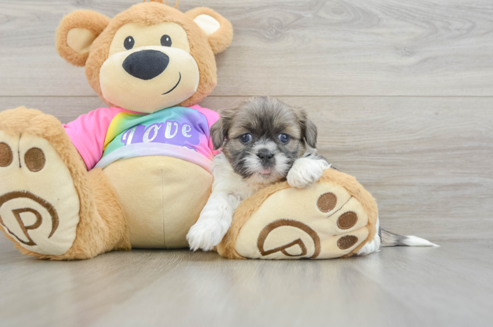 6 week old Shih Tzu Puppy For Sale - Pilesgrove Pups