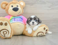 5 week old Shih Tzu Puppy For Sale - Pilesgrove Pups