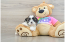 Shih Tzu Puppy for Adoption