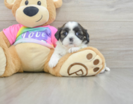 5 week old Shih Tzu Puppy For Sale - Pilesgrove Pups