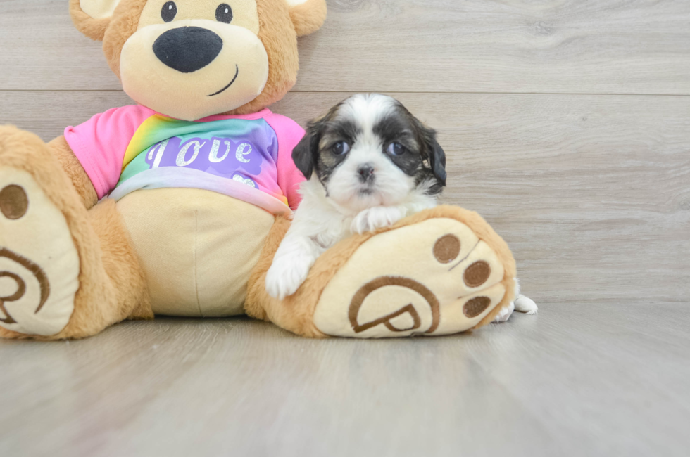 5 week old Shih Tzu Puppy For Sale - Pilesgrove Pups