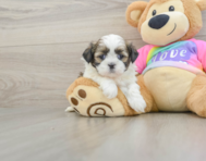 5 week old Shih Tzu Puppy For Sale - Pilesgrove Pups
