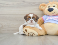 5 week old Shih Tzu Puppy For Sale - Pilesgrove Pups