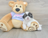 5 week old Shih Tzu Puppy For Sale - Pilesgrove Pups