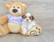 5 week old Shih Tzu Puppy For Sale - Pilesgrove Pups