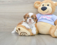 5 week old Shih Tzu Puppy For Sale - Pilesgrove Pups