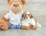 6 week old Shih Tzu Puppy For Sale - Pilesgrove Pups