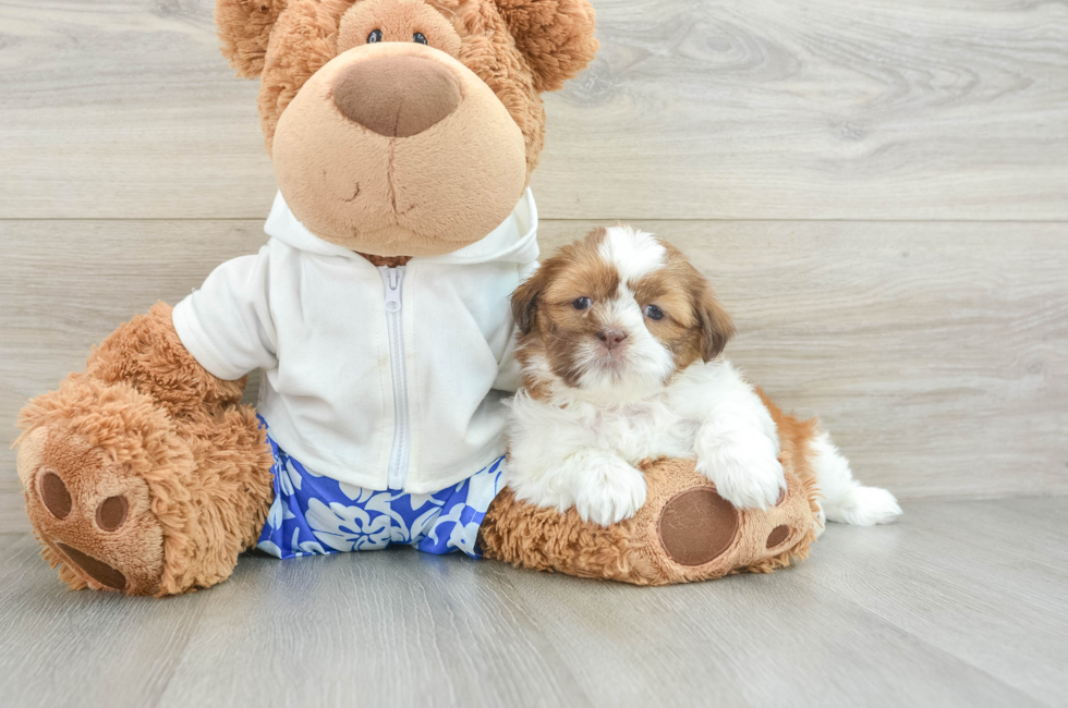 8 week old Shih Tzu Puppy For Sale - Pilesgrove Pups