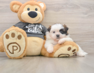 5 week old Shih Tzu Puppy For Sale - Pilesgrove Pups
