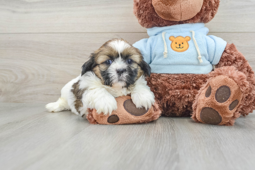 Little Shih Tzu Baby