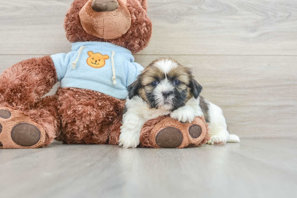 Funny Shih Tzu Baby