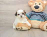 5 week old Shih Tzu Puppy For Sale - Pilesgrove Pups