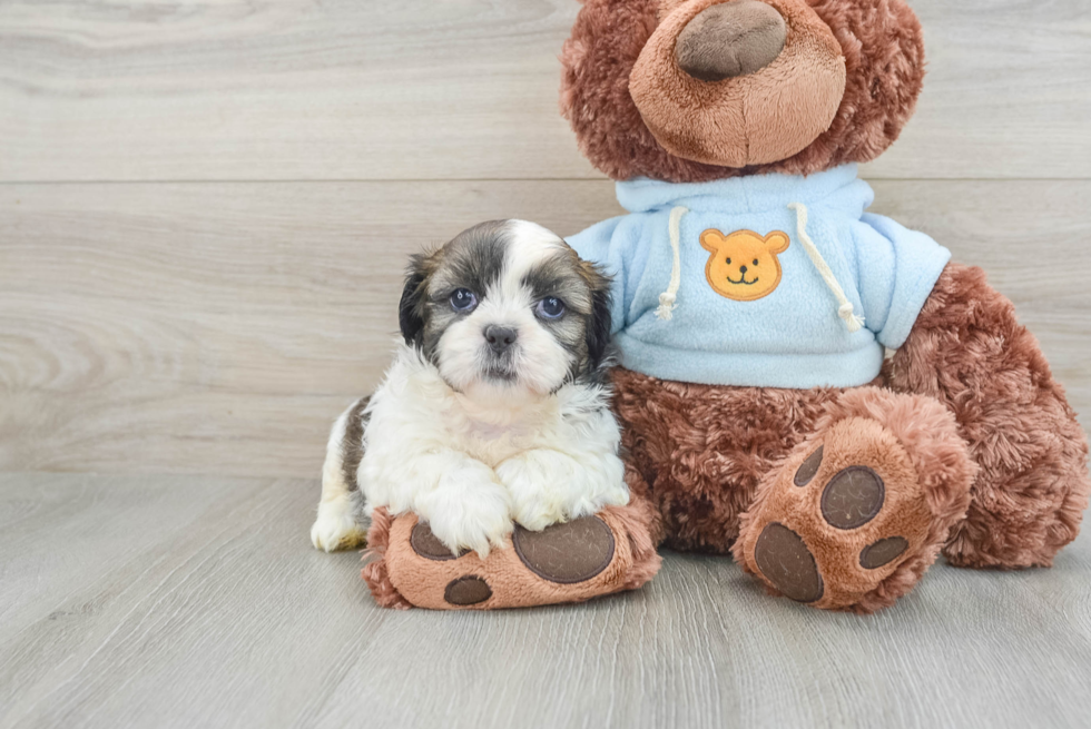 Friendly Shih Tzu Baby