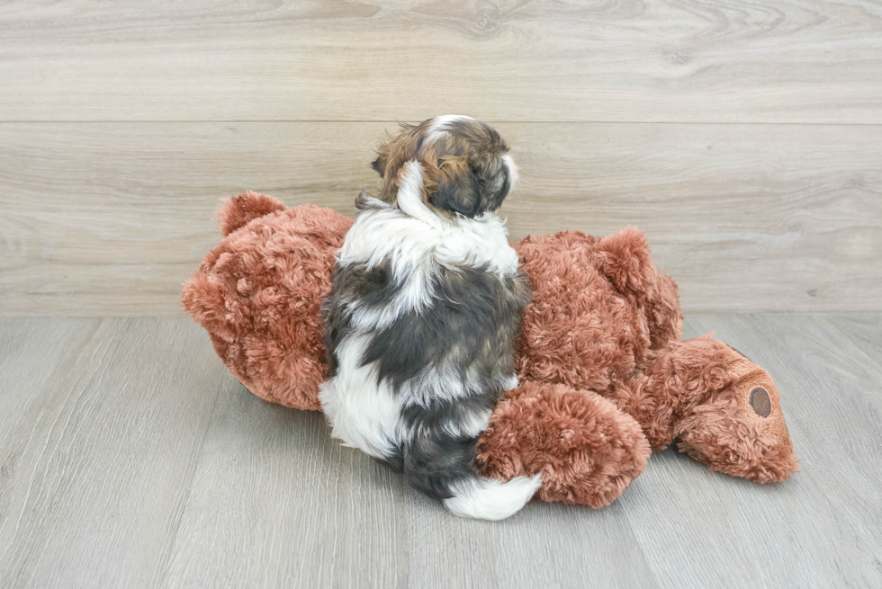 Fluffy Shitzu Purebred Puppy