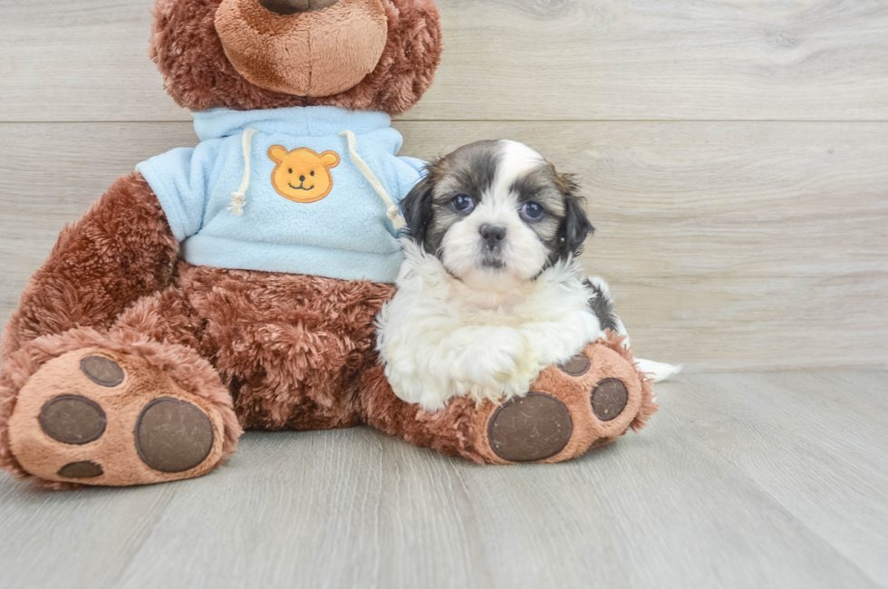 5 week old Shih Tzu Puppy For Sale - Pilesgrove Pups