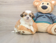 5 week old Shih Tzu Puppy For Sale - Pilesgrove Pups
