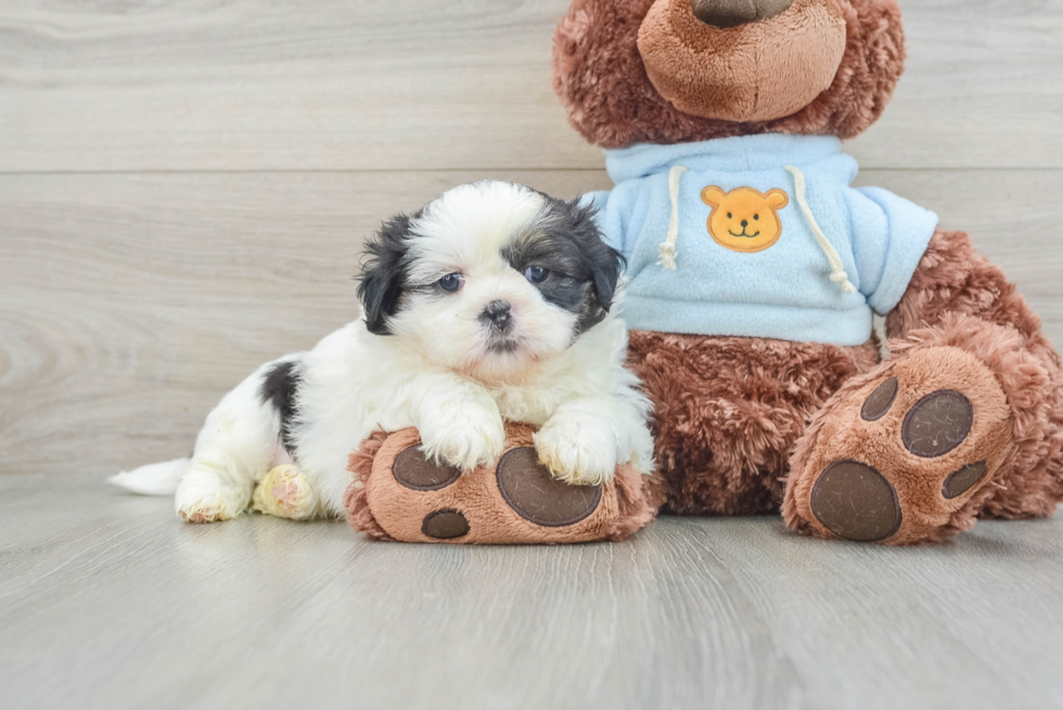 Funny Shih Tzu Baby