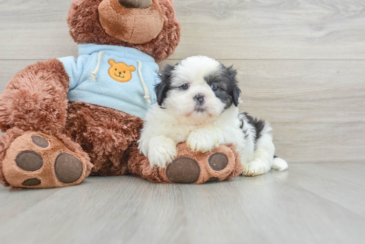 Shih Tzu Puppy for Adoption