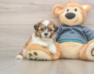 5 week old Shih Tzu Puppy For Sale - Pilesgrove Pups