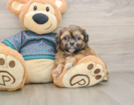 5 week old Shih Tzu Puppy For Sale - Pilesgrove Pups