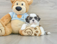 5 week old Shih Tzu Puppy For Sale - Pilesgrove Pups