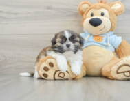 5 week old Shih Tzu Puppy For Sale - Pilesgrove Pups