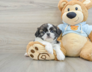 5 week old Shih Tzu Puppy For Sale - Pilesgrove Pups