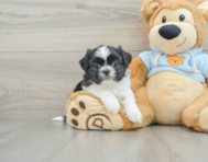 5 week old Shih Tzu Puppy For Sale - Pilesgrove Pups