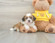 5 week old Shih Tzu Puppy For Sale - Pilesgrove Pups