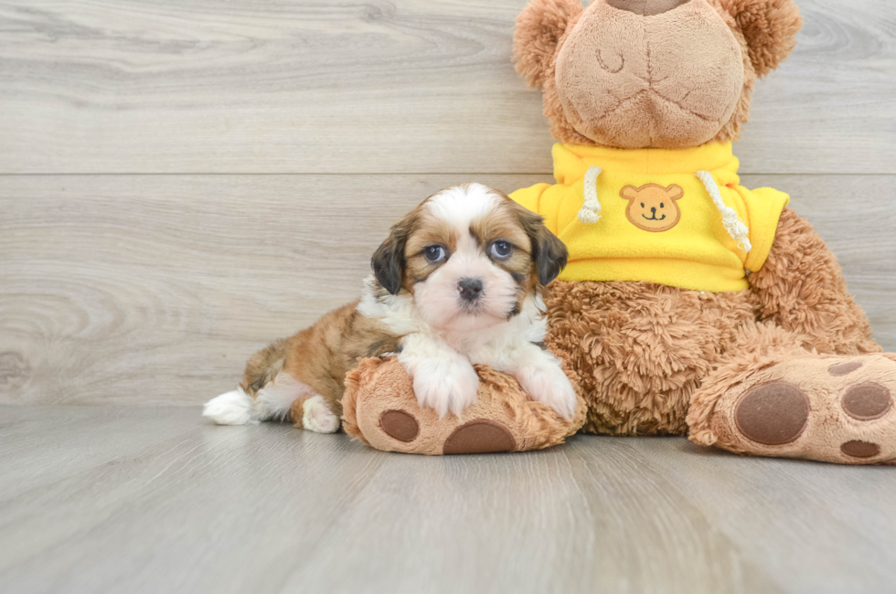 7 week old Shih Tzu Puppy For Sale - Pilesgrove Pups