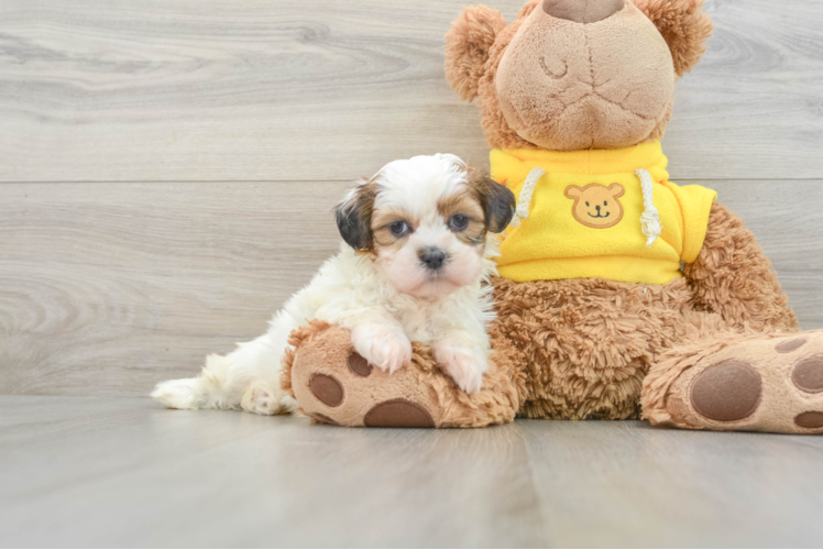 Best Shih Tzu Baby