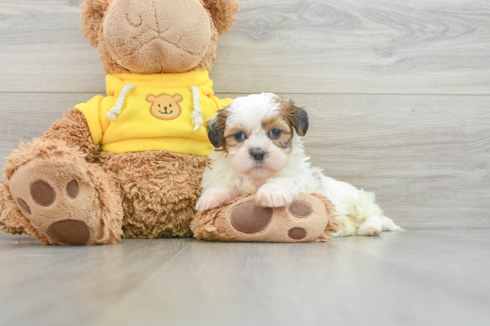 Petite Shitzu Purebred Puppy